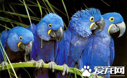蓝紫金刚鹦鹉的饲养 需要吃种棕榈果