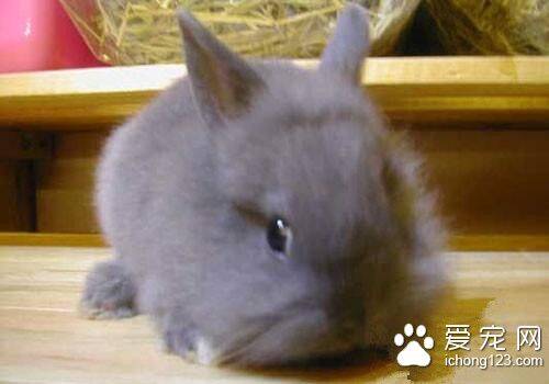 彩色长毛兔的养殖 彩色长毛兔一般以笼养为主