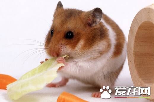 仓鼠吃什么更健康 6类食物是仓鼠必不可少的