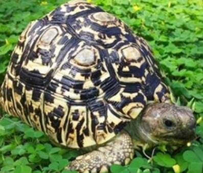 豹纹陆龟吃什么 其主食是植物性食物
