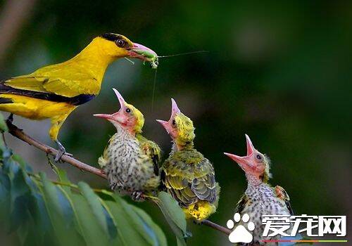 黄鹂鸟叫声 鸣声圆润嘹亮低昂有致富有韵律