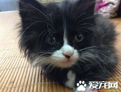 猫罐头怎么保存 剩下的罐头处理方式有哪些