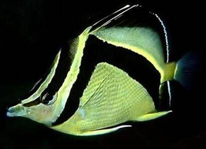 镰蝴蝶鱼吃什么 该鱼属于肉食性观赏鱼