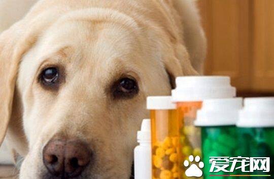 狗可以吃人的药吗 狗狗吃人类的药有哪些影响