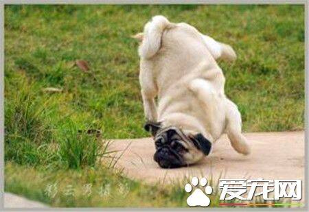 纯种巴哥犬产地 纯种巴哥犬原产于中国
