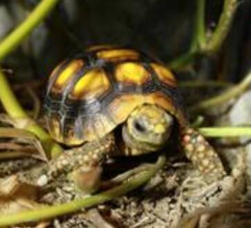 红腿陆龟的饲养方法 注意控制食量