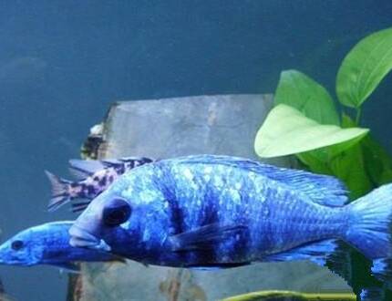 蓝宝石鱼怎么繁殖 该鱼繁殖较容易