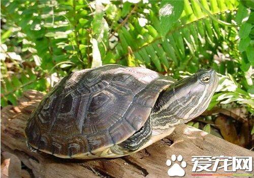 养乌龟有什么讲究吗 乌龟都是吉祥福寿的象征