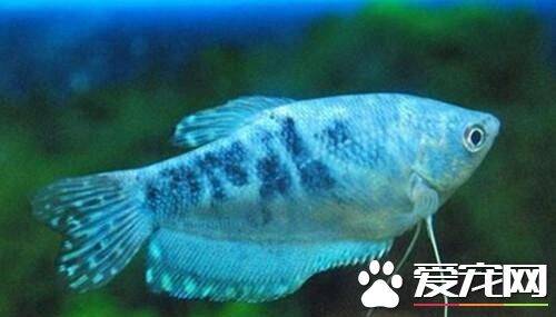蓝星鱼饲养 喜栖息于水草多的静水或缓流水中