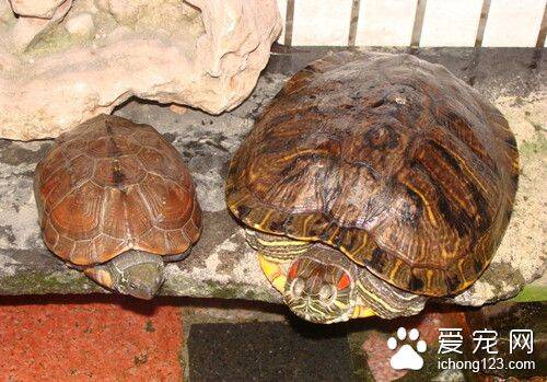 乌龟交配方式 乌龟交配产卵与采集需要注意事项