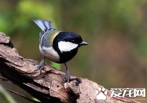 大山雀繁殖 大山雀的繁殖方法以及繁殖特点