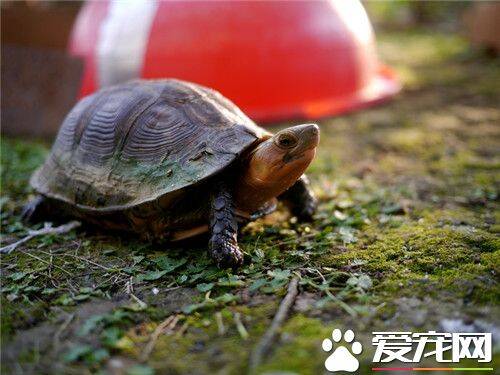 黄缘龟的饲养方法 养黄缘龟池底部要光滑