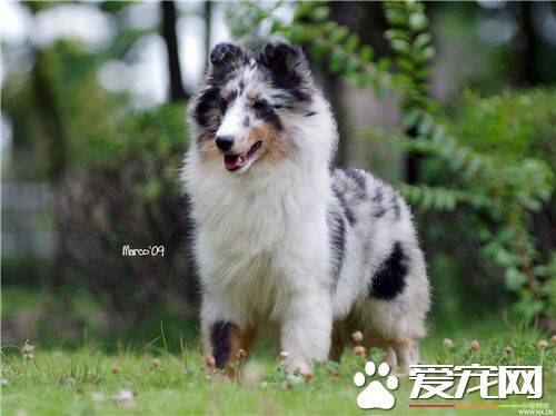 喜乐蒂牧羊犬多久洗澡 通常是3到4周一次