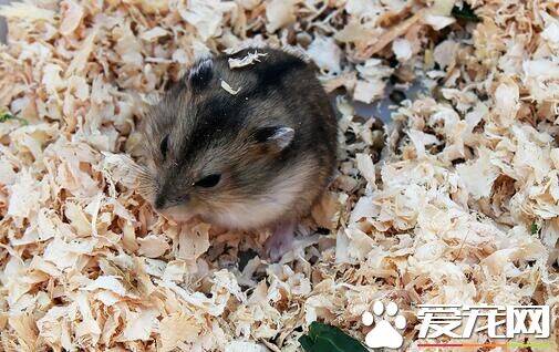 宠物鼠喂什么 水是仓鼠饮食中比可缺少的