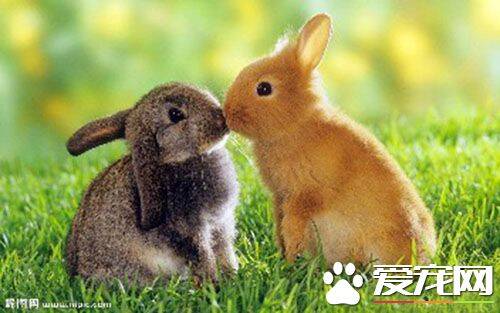 兔子可以喝温水吗 兔子需要的水比其他动物少