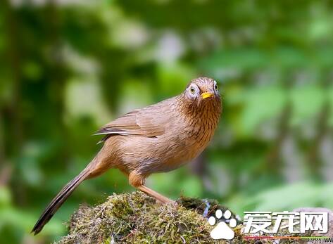 画眉鸟的生活习性 笼养画眉鸟一般寿命为8~15年