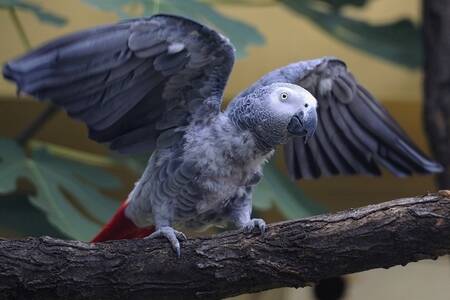 非洲灰鹦鹉十分聪明 怎样训练非洲灰鹦鹉