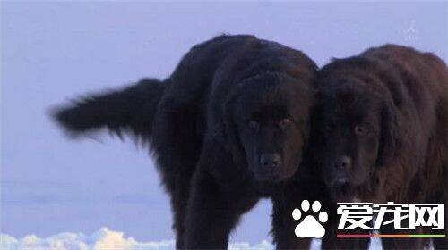 桦太犬在中国有么 其繁殖和饲养只保持在日本