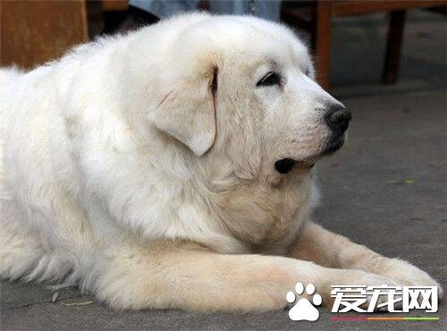 大白熊犬排名 世界犬类智商排名第64位