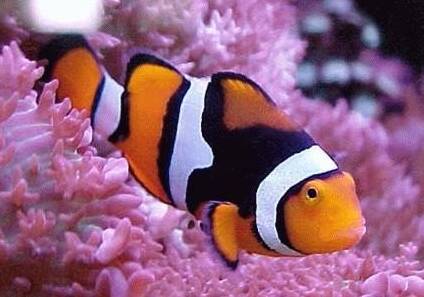 透红小丑鱼吃什么 属于杂食性的观赏鱼