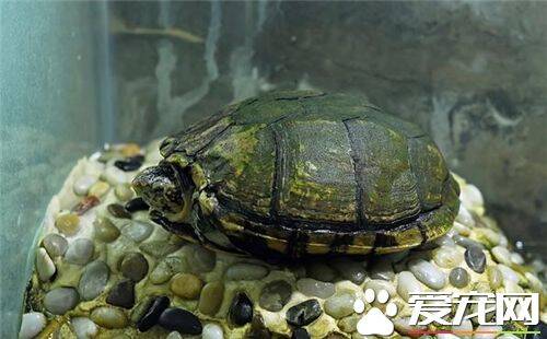 乌龟可以活多少年 自然生命一般为150年