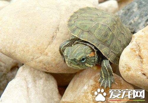 乌龟怎么养殖 能适应的水温约为摄氏23—28度
