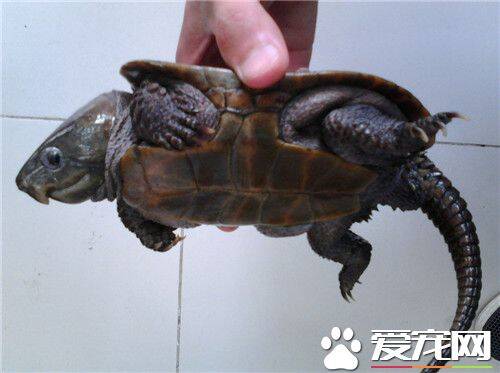 乌龟属于什么动物 乌龟有何外貌特征