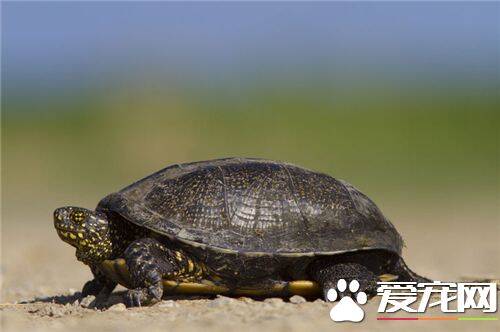 乌龟有几条腿 正常情况乌龟一共只有四条腿