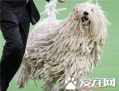 可蒙犬怎么洗澡 冬季给可蒙犬洗澡注意什么