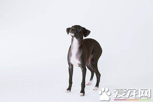 怎么样的灵缇犬最好 雄性的理想高度为19~22英寸