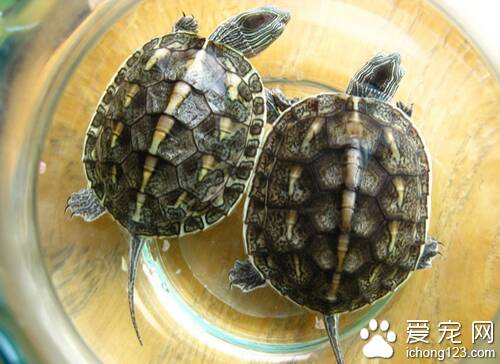 中华花龟怎么养  饲养中华花龟并不难