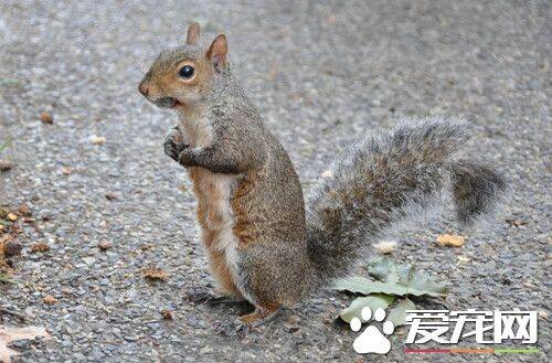 松鼠的尾巴像什么 四大功能帮助松鼠成功跳跃