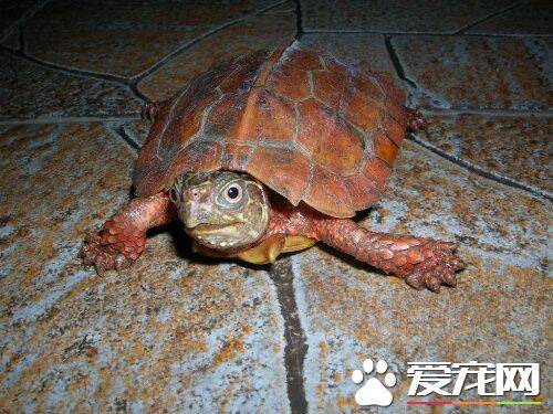 陆栖龟类的饲养管理 乌龟饲养管理注意事项