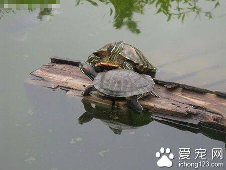 乌龟冬眠怎么换水 一个月换一次水即可