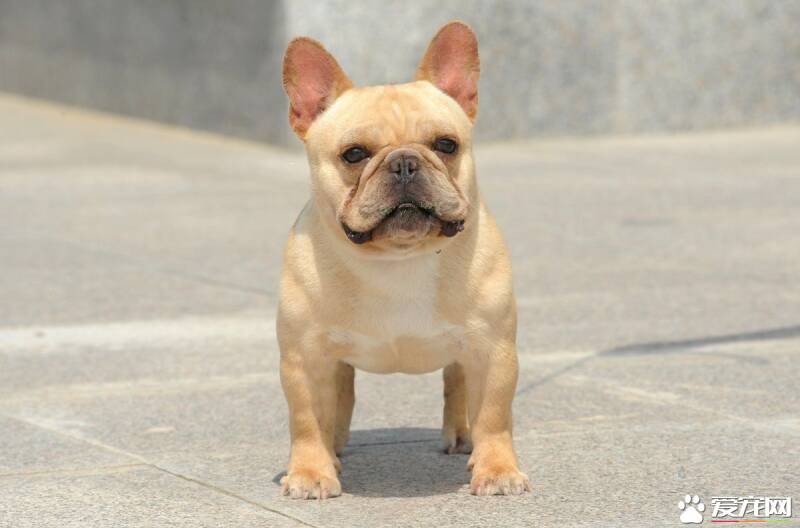 法国斗牛犬味道重 狗狗体味很多都是来源食物