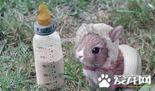 兔子会叫吗 兔子会叫一般情况兔子都不会出声