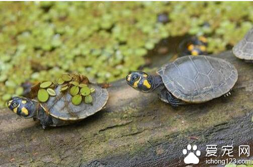 黄头侧颈龟怎么养 黄头侧颈龟饲养很简单