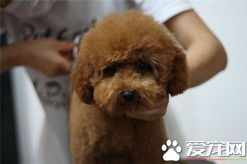 茶杯泰迪犬怎么养 出生后6周左右就断奶