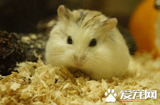仓鼠得了皮肤病怎么办 必须保持环境清洁及干爽