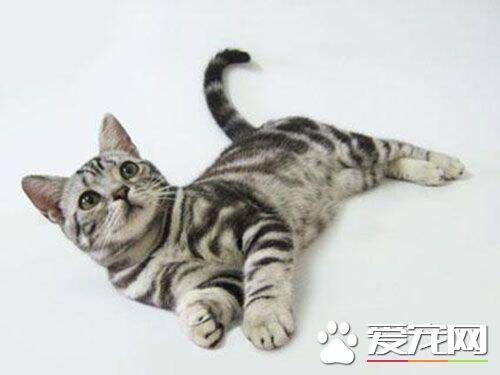 金吉拉猫的性格 金吉拉猫有时会有些任性