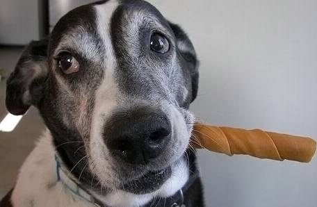 狗狗磨牙棒能吃吗 一般来讲是可以吃的