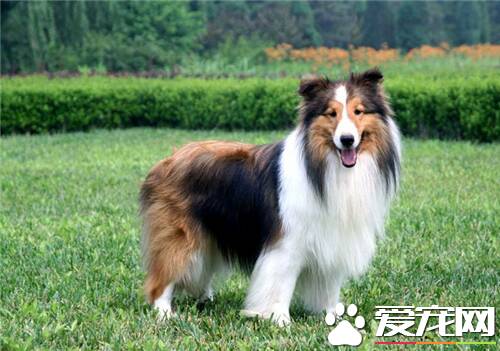 喜乐蒂牧羊犬咬人吗 日常生活中是十分温顺的