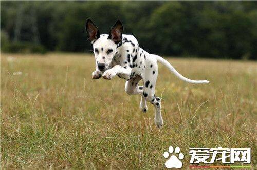 大麦町犬最擅长什么 大麦町犬具有极大的耐力