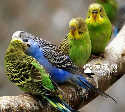 虎皮鹦鹉有什么习性 虎皮鹦鹉六个基本习性