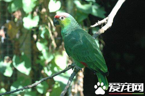 红额亚马逊鹦鹉的饲养 对环境的变化非常敏感