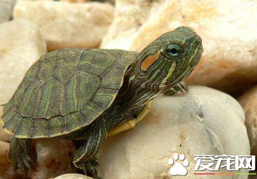养龟养什么龟好 巴西龟是最容易饲养的乌龟