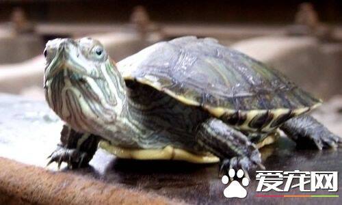 家养龟吃什么 乌龟饲料是龟的营养源泉