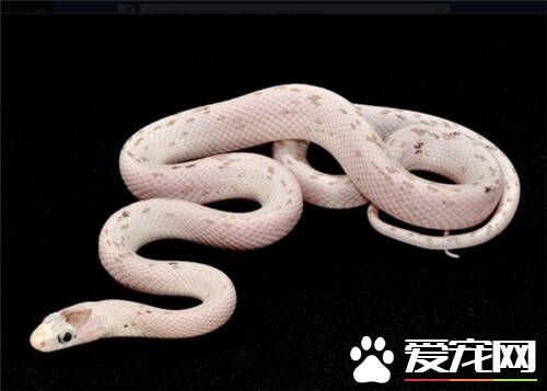 玉米蛇能长多长 玉米蛇最长可达182厘米