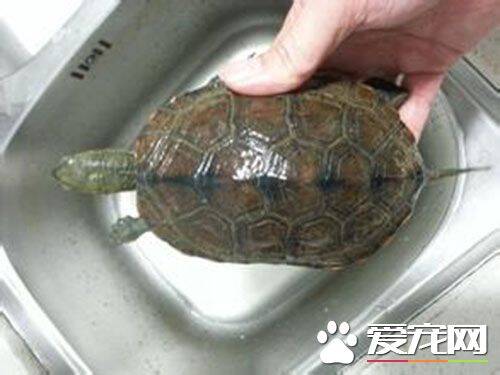 日本石龟对水质要求高吗 对水质要求不高