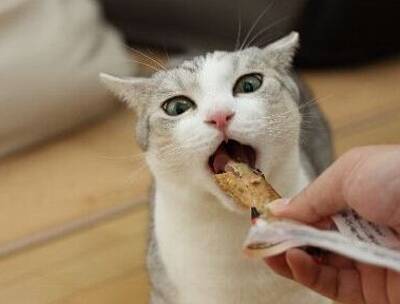 真鱼猫粮怎么样 优质猫粮会注意营养均衡